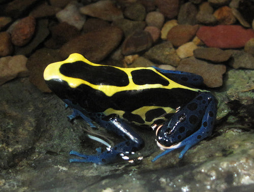 Dyeing Poison Dart Frog