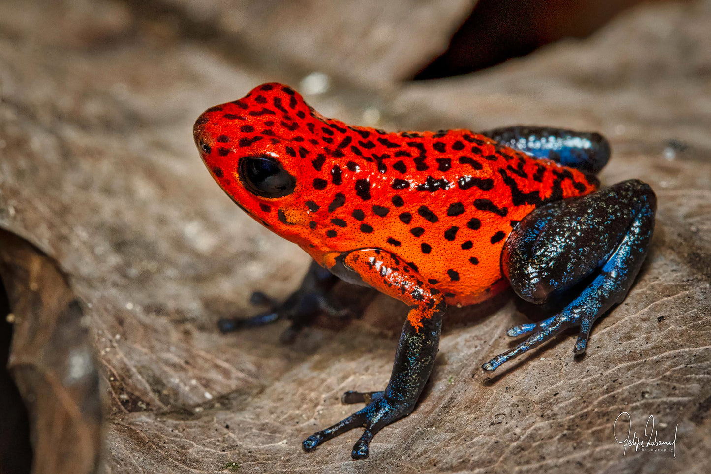 Strawberry Poison Dart Frog